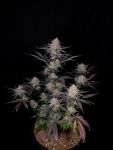 Instagram Guava Sundae Auto™