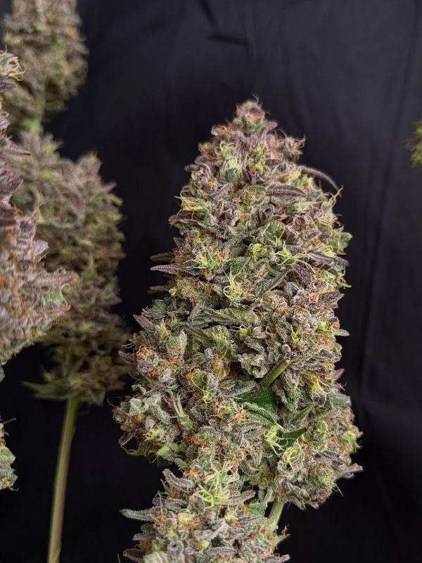 Instagram Mendo Guava Auto