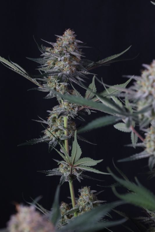 Instagram Lemon Tree Auto