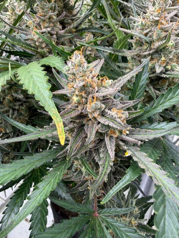 Instagram Big Bud Auto