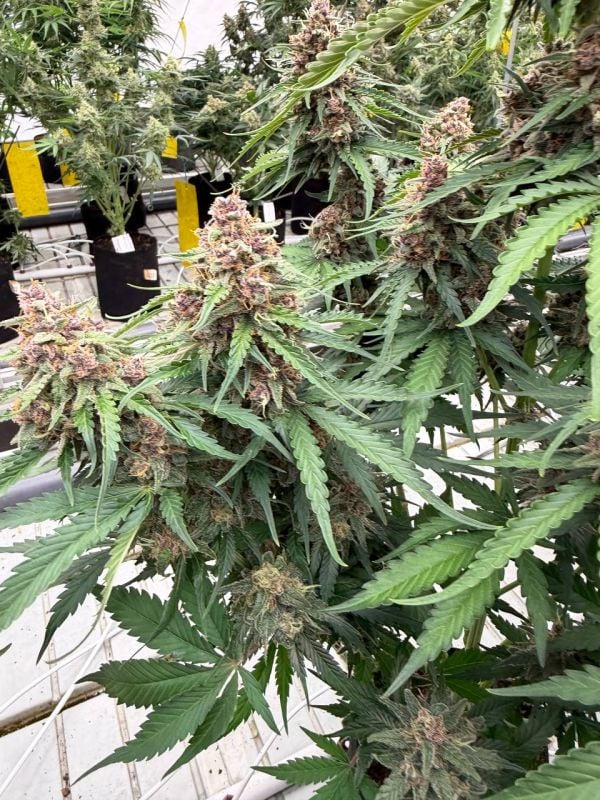 Instagram Afghan Kush Auto