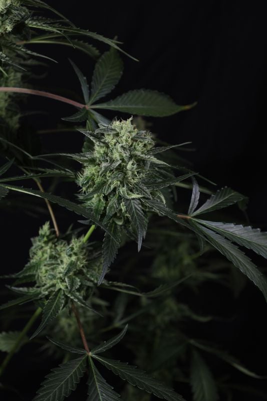 Instagram Banana Guava Auto