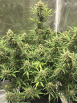 Instagram Gelato Auto