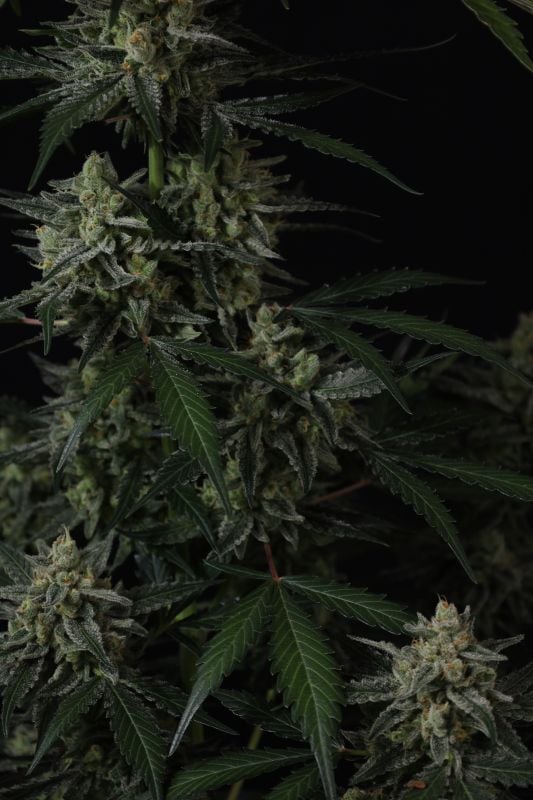 Instagram Banana Guava Auto