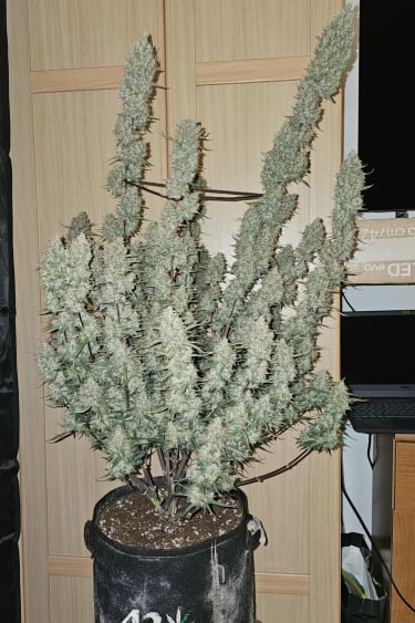 Instagram Papaya Cookies Auto