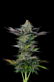 Instagram Tropicana Cookies FF