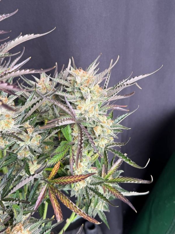 Instagram Blueberry Auto