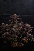 Instagram Purple Lemonade FF