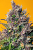 Instagram LSD-25 Auto