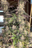 Instagram Papaya Sherbet™