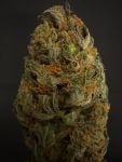 Instagram Mendo Guava Auto™
