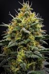 Instagram Mendo Cherry Cookies Auto™