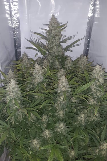 Instagram Chemdawg Auto