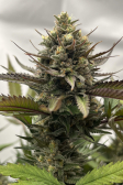 Instagram GG4 Sherbet FF