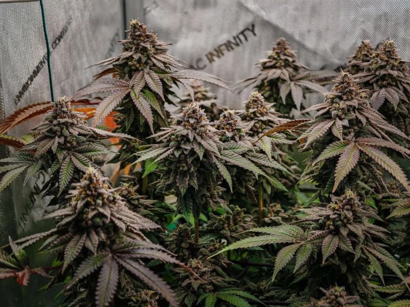 Instagram Papaya Sherbet