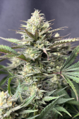 Instagram GG4 Sherbet FF