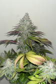 Instagram Papaya Sherbet™