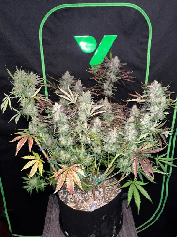 AUTO | Mendo Frost Auto™