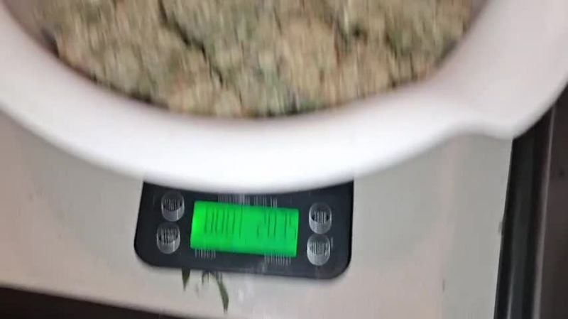 Cherry Cola Auto @gitty1625 DIS 2