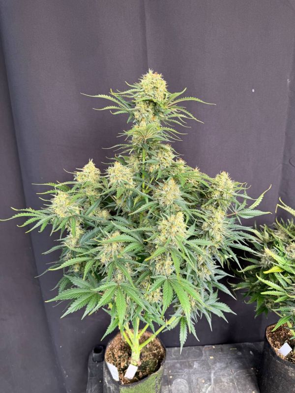 Instagram White Widow Auto
