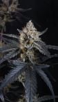 Instagram Guava Runtz Auto™