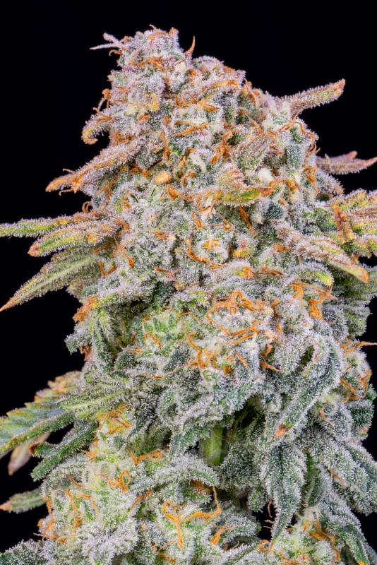 Buy Cherry Cola Auto Cannabis Seeds | Fast Buds