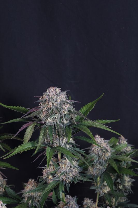 Instagram Lemon Cherry Sundae Auto