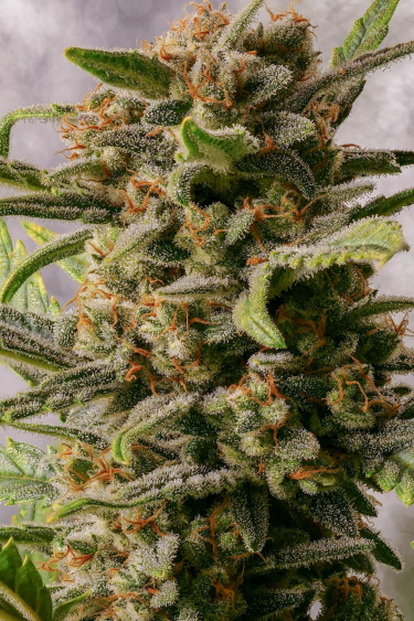 Instagram Trainwreck Auto