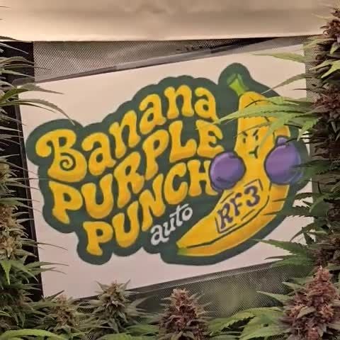 Banana Purple Punch Auto RF3 @chubbs 