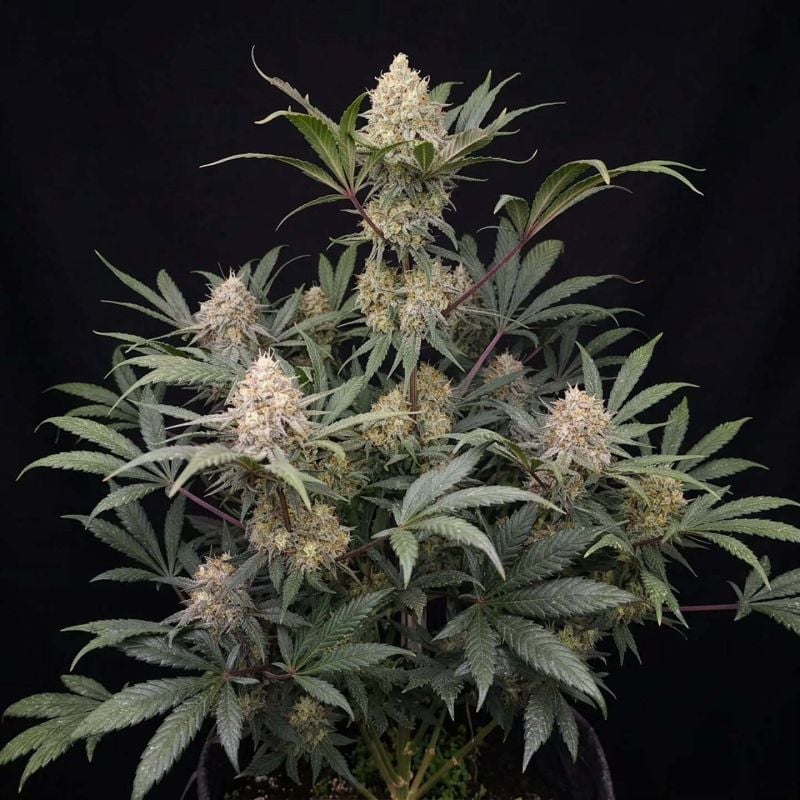 Instagram Guava Runtz Auto