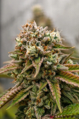 Instagram Gorilla Melon™
