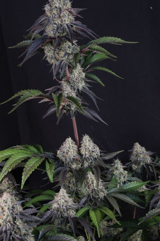 Instagram Sundae Frost Auto