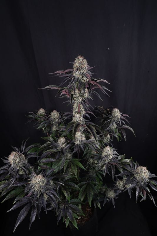 Instagram Sundae Frost Auto