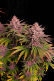 Instagram Purple Lemonade FF