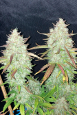 Instagram Papaya Cookies Auto™
