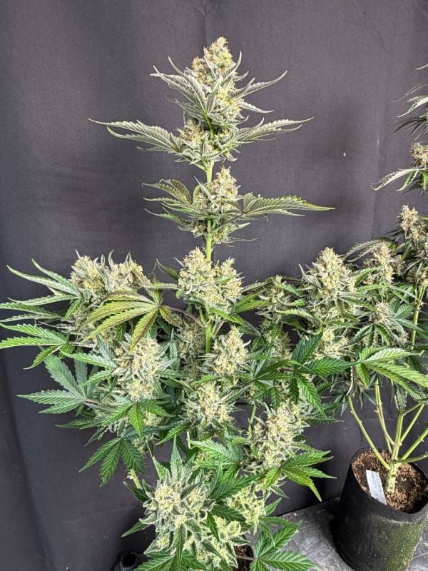 Instagram Skunk Auto