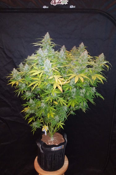 Instagram Californian Snow Auto