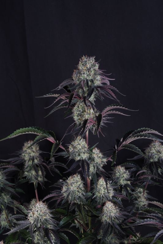 Instagram Sundae Frost Auto