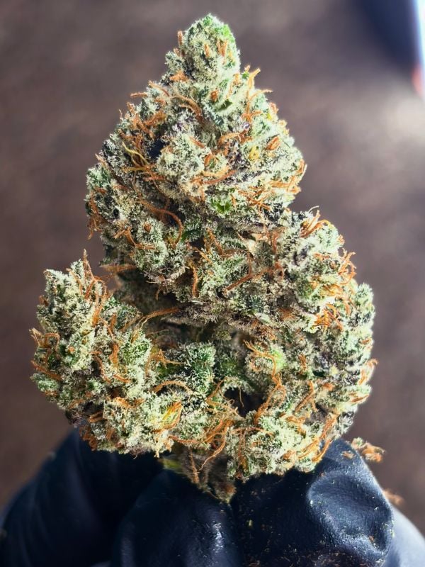AUTO | Mendo Guava Auto™