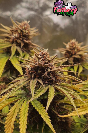 Instagram Fastberry Auto