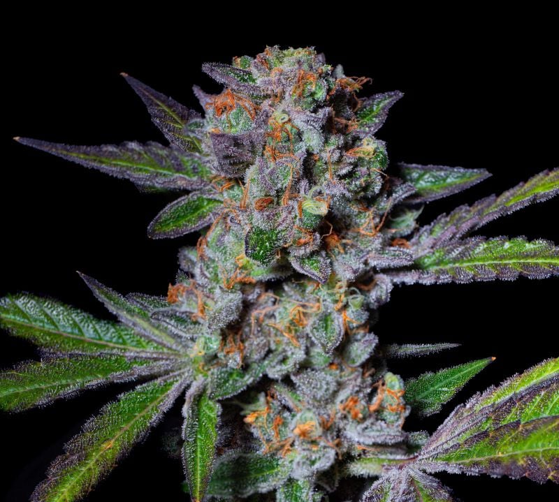 Instagram Mix Pack FF