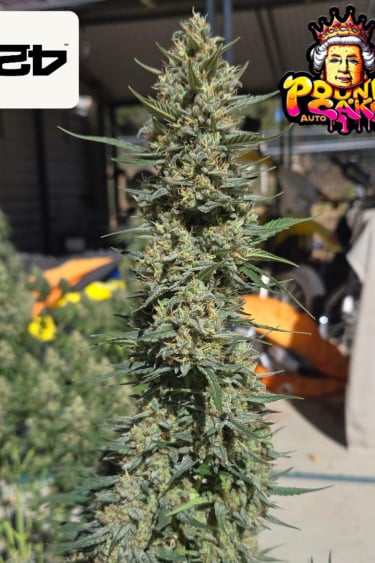 Instagram Pound Cake Auto