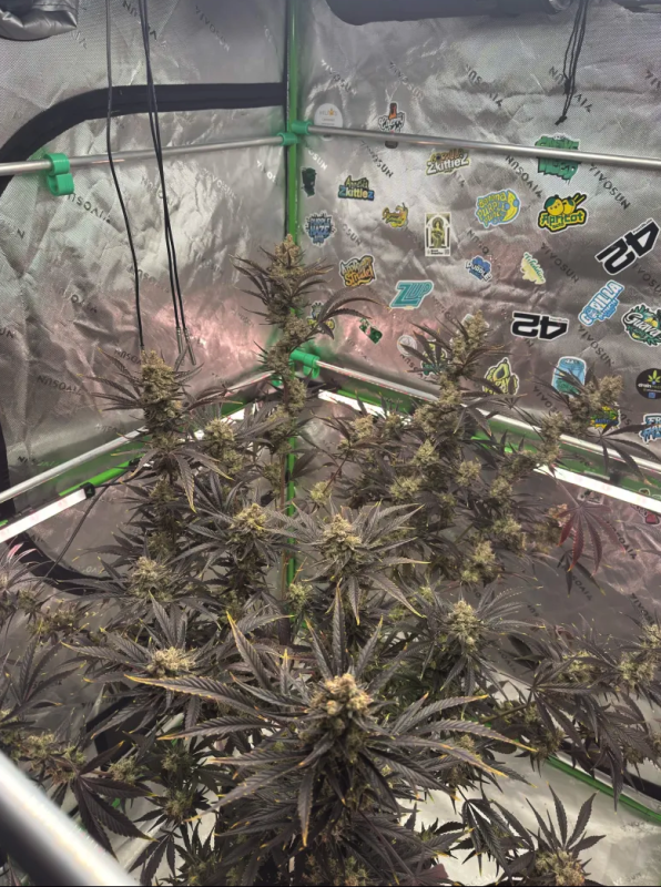 Instagram Guava Auto RF3