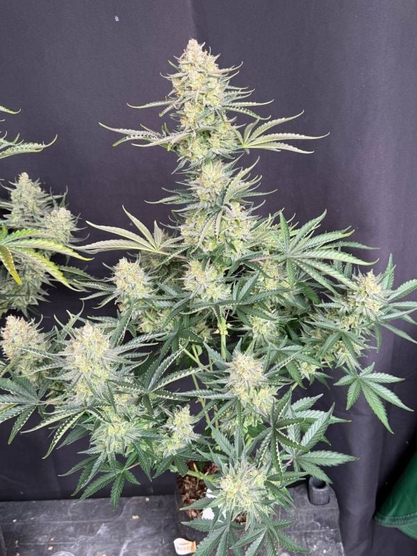 Instagram OG Kush Auto