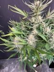 Instagram White Widow Auto