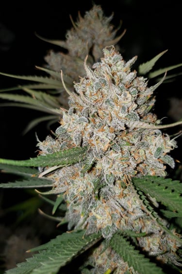 Instagram West Coast OG Auto