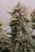 Instagram Papaya Cookies Auto™