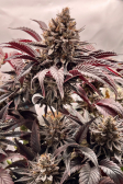 Instagram Purple Lemonade FF