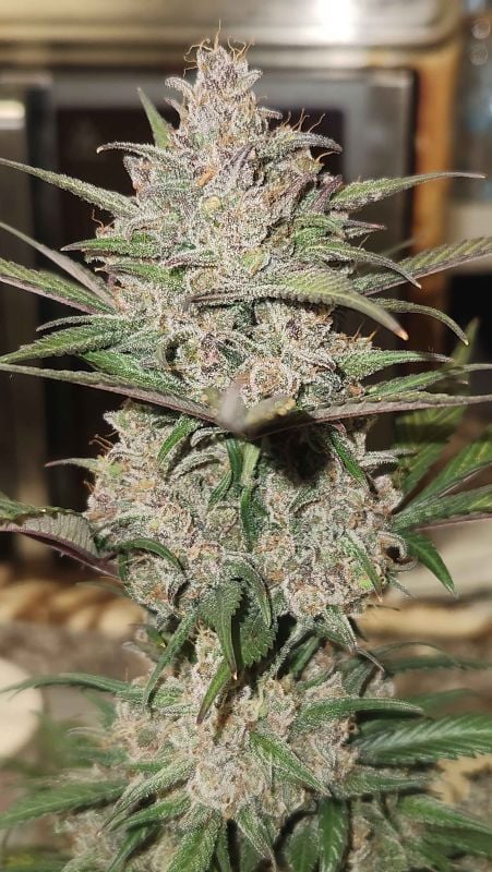 Instagram Strawberry Gorilla Auto