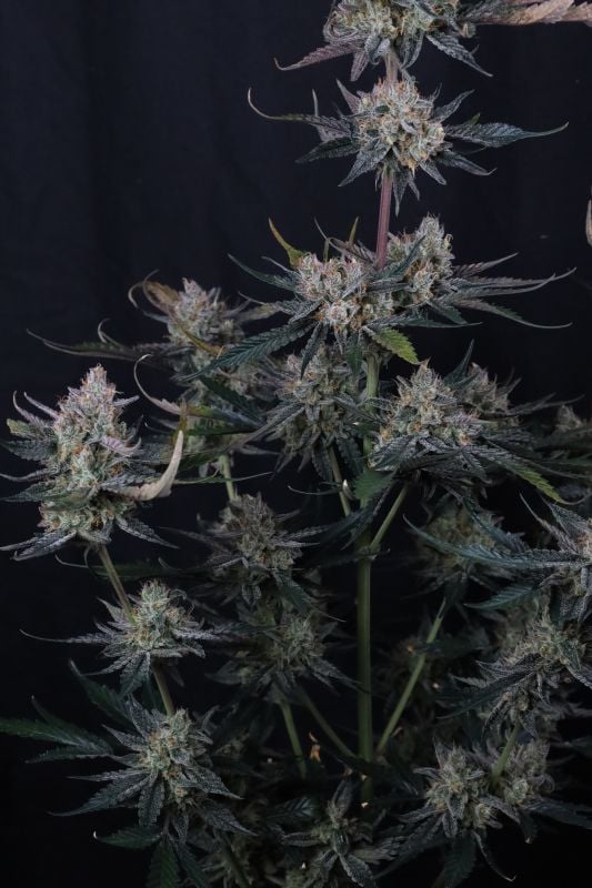 Instagram Guava Runtz Auto